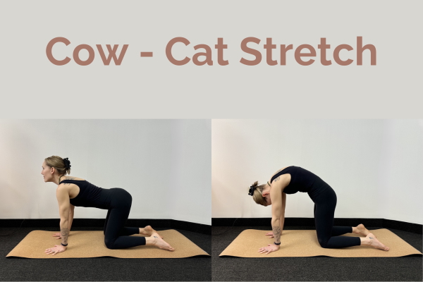 Marissa Perrotta registered dietitian and Yoga Teacher demonstrates pose 2 of 5 for Yoga for digestion. Cat-Cow Stretch
